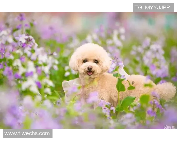 泰迪熊足球:萌宠与运动的完美结合,带你领略不一样的足球魅力 泰迪熊足球:萌宠与运动的完美结合,带你领略不一样的足球魅力