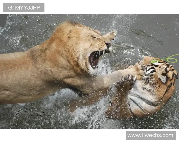 足球明星猪与老虎的奇幻对决揭示了团队合作与勇气的重要性 足球明星猪与老虎的奇幻对决揭示了团队合作与勇气的重要性